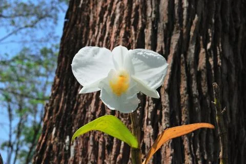 White orchid Stock Photos