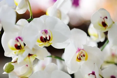 White orchid Stock Photos
