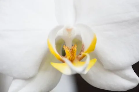 White orchid Stock Photos