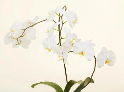 White orchid Foto stock