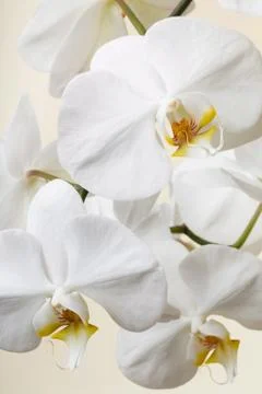 White orchid Stock Photos