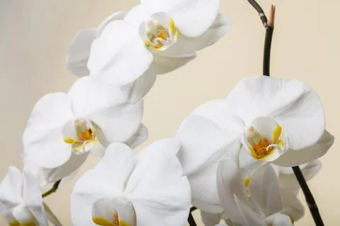 White orchid Foto stock