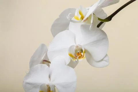 White orchid Stock Photos
