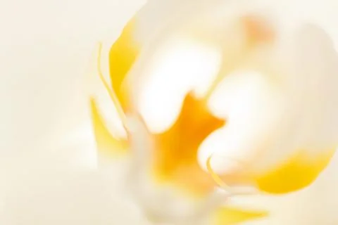 White orchid Stock Photos