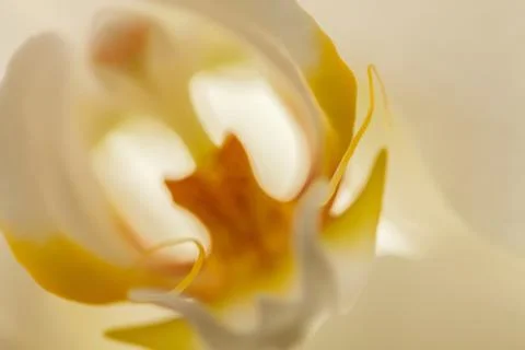 White orchid Foto stock