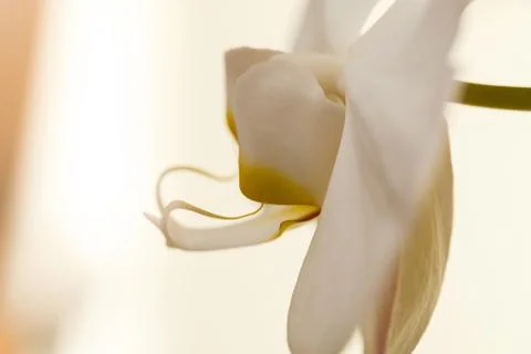 White orchid Stock Photos
