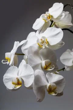White orchid Stock Photos