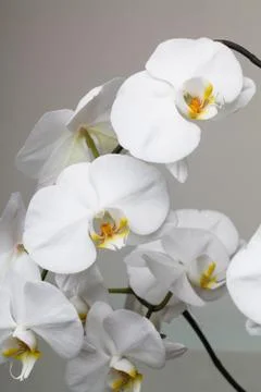 White orchid Stock Photos