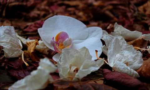 White orchid Stock Photos
