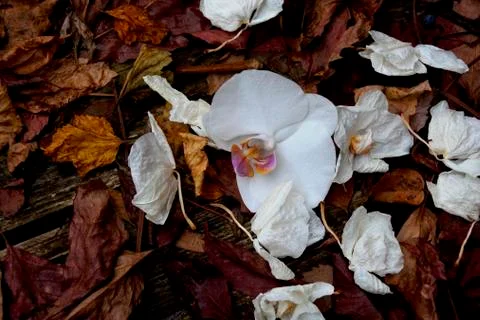 White orchid Stock Photos