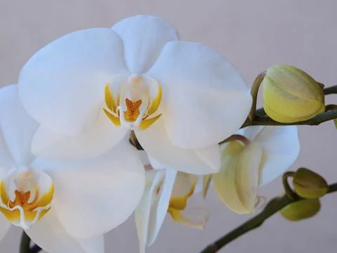 White orchid Stock Photos