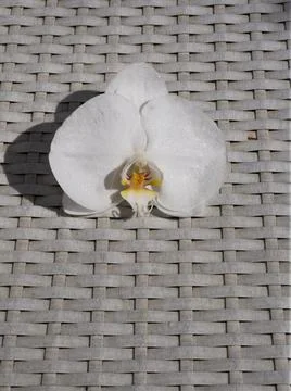 White orchid Stock Photos