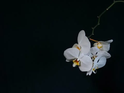 White orchid Foto stock