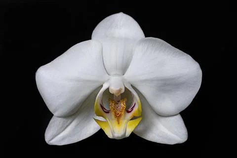 White orchid. Stock Photos