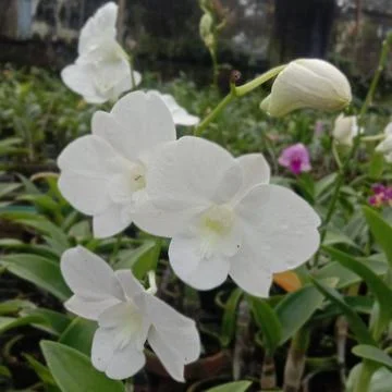 White orchid Stock Photos
