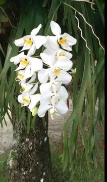 WHITE ORCHID Stock Photos
