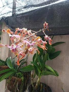 White Orchid 写真素材
