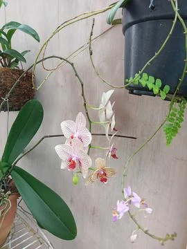 White Orchid 写真素材