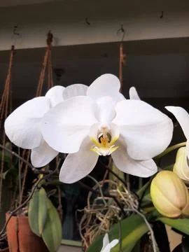 White Orchid Stock Photos