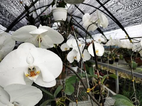 White orchid Stock Photos