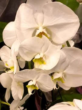 A white orchid Stock Photos