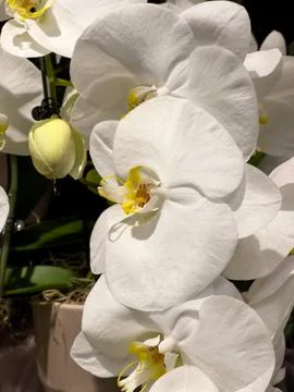 A white orchid Foto stock