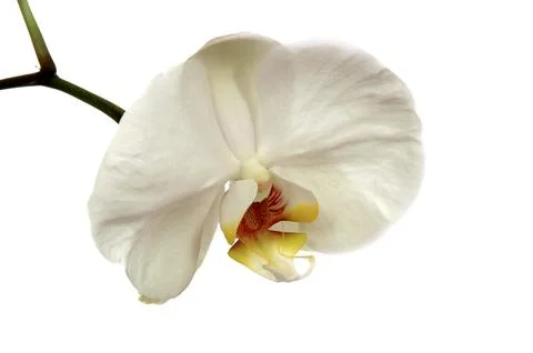 White orchid Foto stock