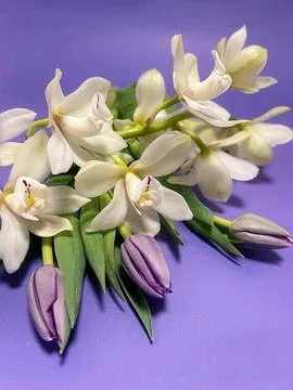 White orchid Stock Photos