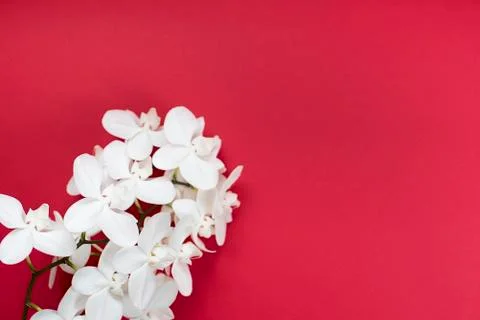 White Orchid on red background. Stock Photos