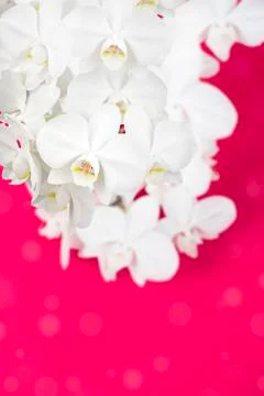 White Orchid on red background. Stock Photos