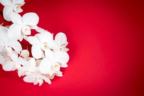 White Orchid on red background. Stock Photos