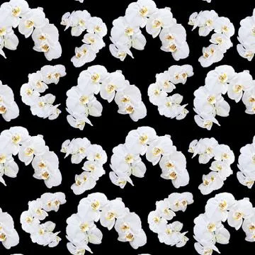 White orchid seamless pattern Stock Illustration
