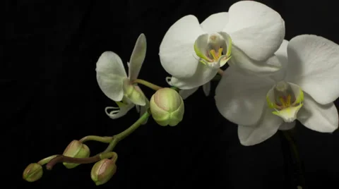 White orchid step opening Stock Footage 32972286