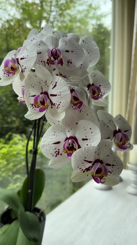 White Orchid by Sunlit Window Video stock 320851401