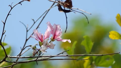 White Orchid Tree Flowers Shaking With W Stock Video Pond5