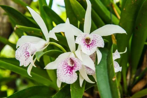 White orchid on tree Photos