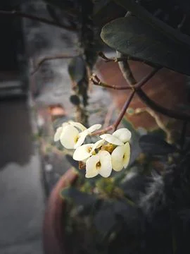 A White orchid on a Tree. Stock Photos