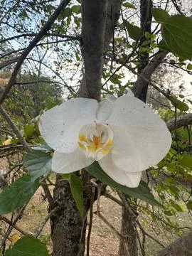 White Orchid on Tree Stock Photos