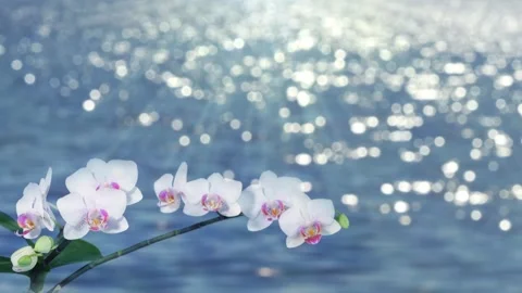 White orchid on water background Stock Footage 263138167