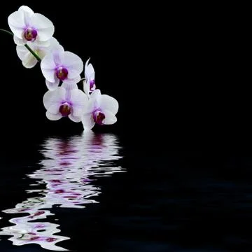 White orchid water reflection Stock Illustration