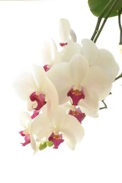 White orchid on white background Stock Photos