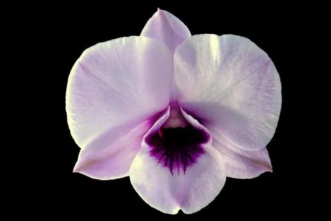 White orchid on white background. Stock Photos