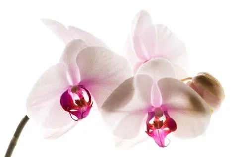 White orchid on white Stock Photos