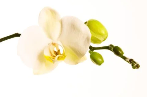White orchid on white Stock Photos