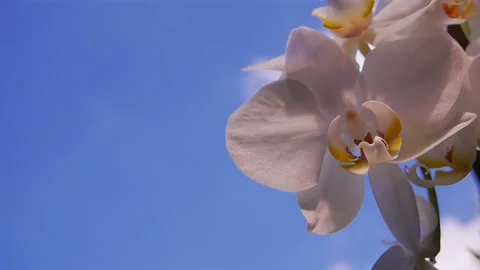 White orchid in the wind Stock Footage 236574091