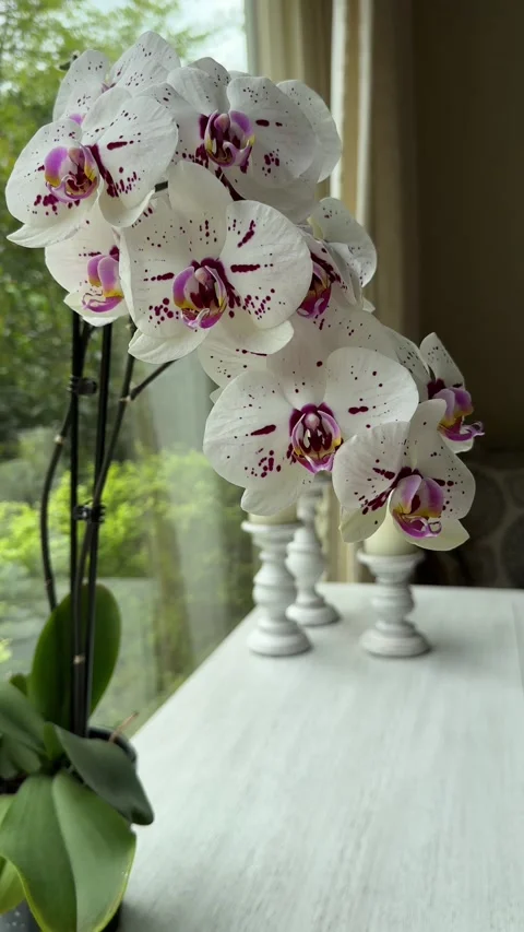 White Orchid by Window Light Stock Footage 320851400