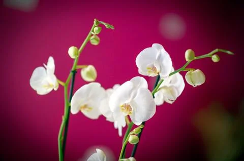 White orchidea Stock Photos