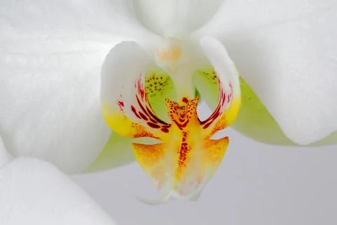 White Orchidee Macro Stock Photos