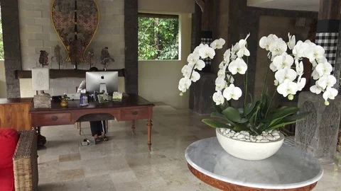 White orchids on Bali Stock Footage 86497268
