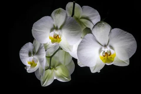 White Orchids on a Black Background Stock Photos